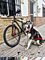/album/fotogaleria/yako-bike-jording-jpg/